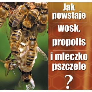 Ulotki "Jak powstaje wosk, propolis i mleczko pszczele?" (20szt) - U63