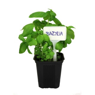 TABLICZKI DO OPISYWANIA ROŚLIN  (KOMPLET 8 SZT)