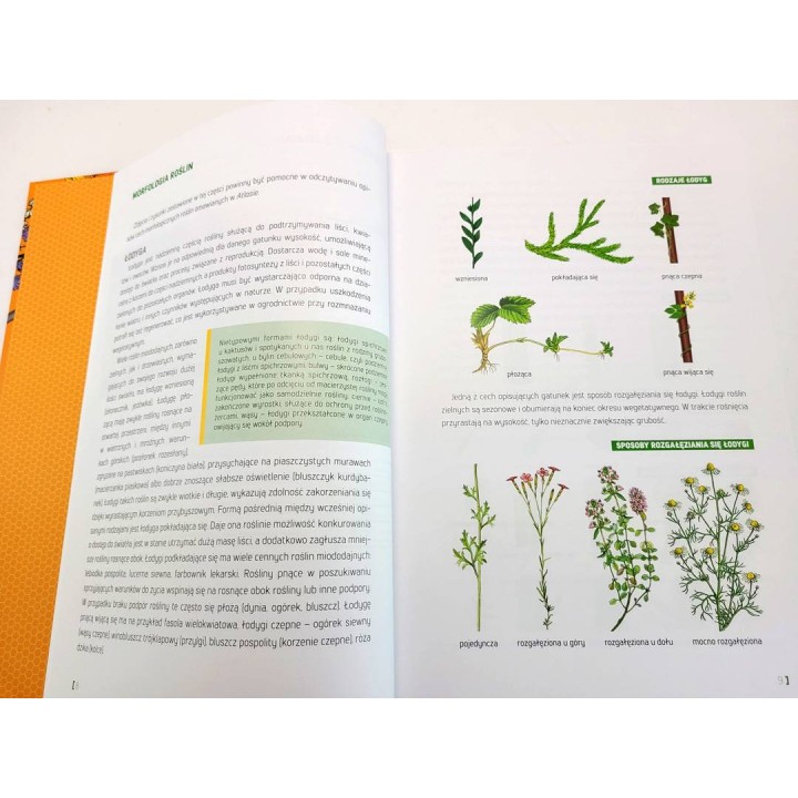 Atlas roślin miododajnych (Marek Pogorzelec) - K268