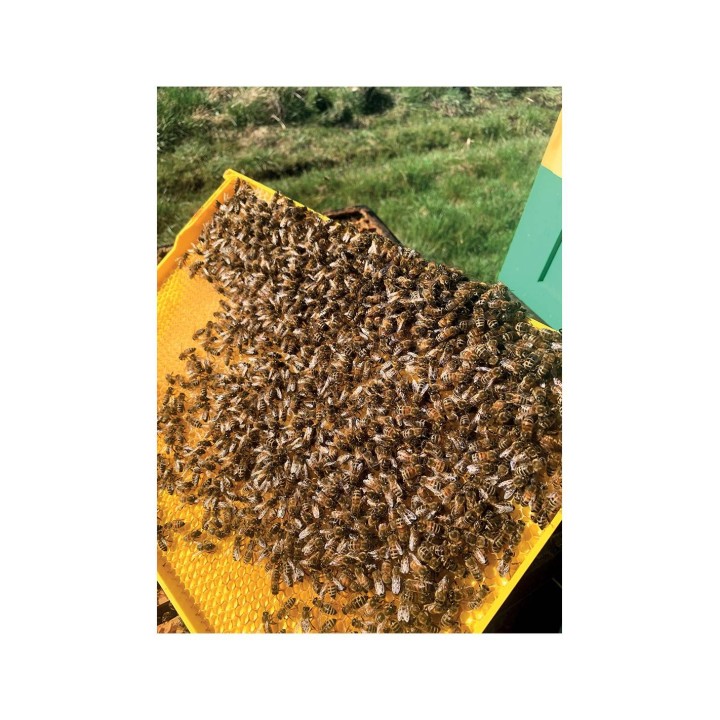 Ramka Wielkopolska hoffmanowska z komórką 5.1,plastikowa – monolit - 9092