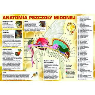 Średnia tablica informacyjna PCV - wzór F223