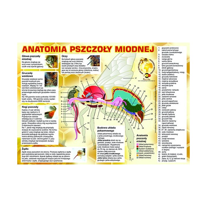 Średnia tablica informacyjna PCV - wzór F223