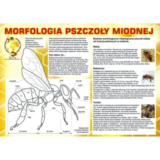 Średnia tablica informacyjna PCV - wzór F224