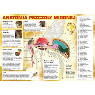 Duża tablica reklamowa - wzór F323