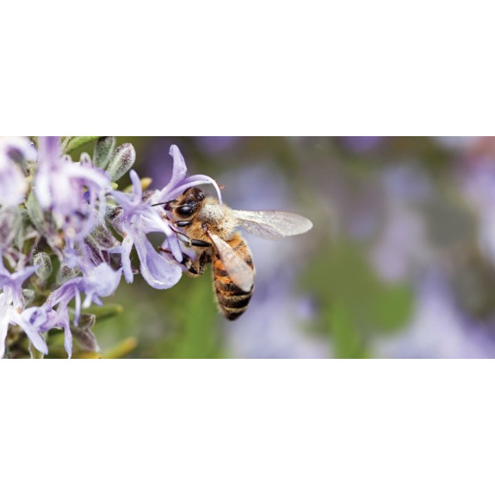 Kubek z motywem pszczelarskim "PSZCZOŁA"  - KUB23