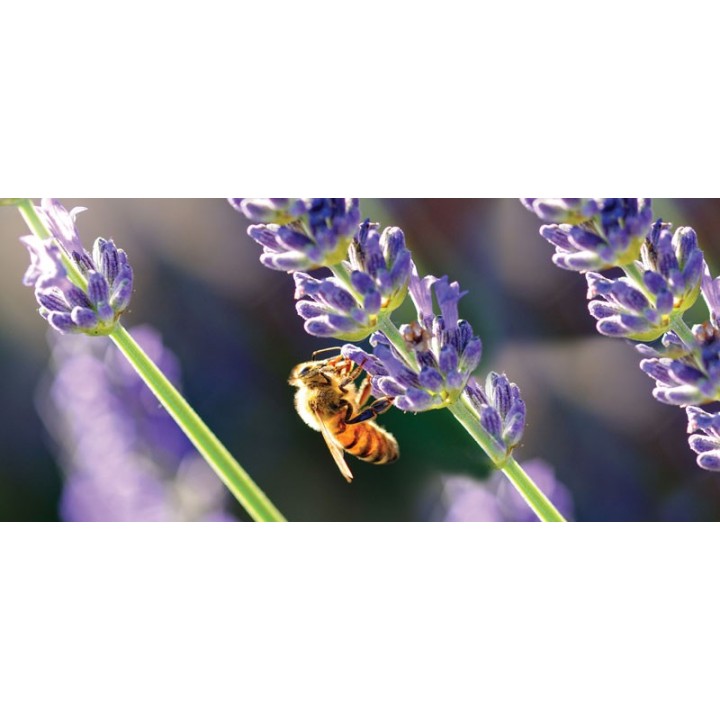 Kubek z motywem pszczelarskim "PSZCZOŁA NA LAWENDZIE" - KUB20
