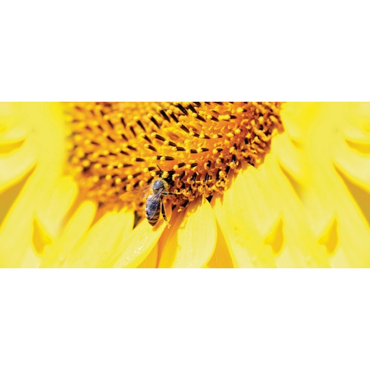 Kubek z motywem pszczelarskim "PSZCZOŁA NA SŁONECZNIKU"  - KUB22