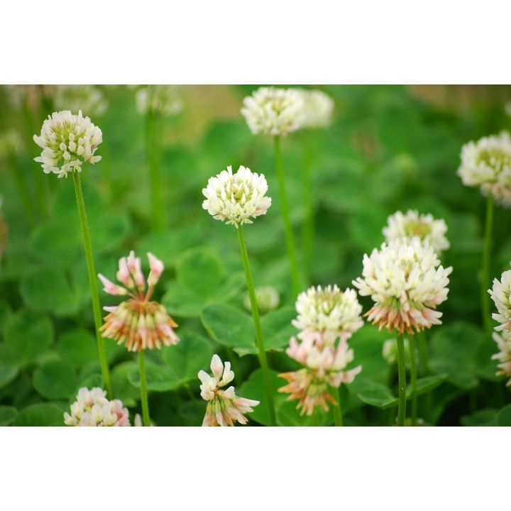 Nasiona - Koniczyna biała (0,5 kg) - NAS16