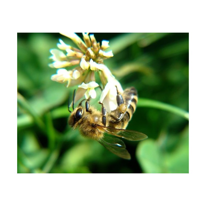 Nasiona - Koniczyna biała (0,5 kg) - NAS16