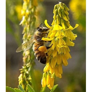 Nasiona - Nostrzyk żółty (1kg) - NAS42