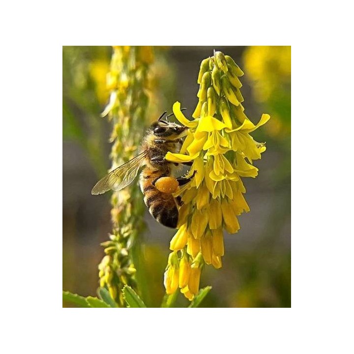 Nasiona - Nostrzyk żółty (1kg) - NAS42