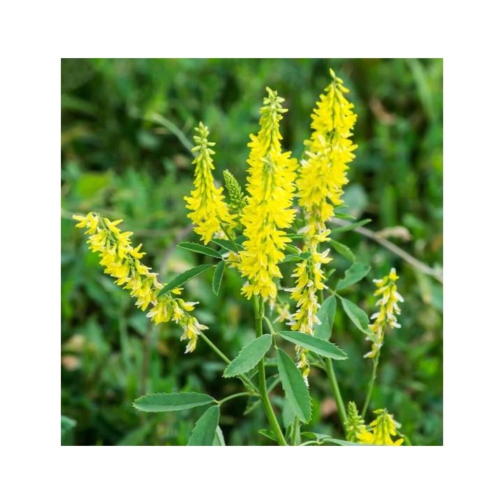 Nasiona - Nostrzyk żółty (1kg) - NAS42