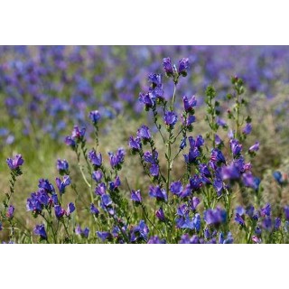 Nasiona - Żmijowiec Babkowaty (100g) - NAS49