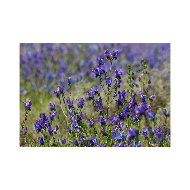 Nasiona - Żmijowiec Babkowaty (100g) - NAS49