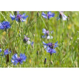 Nasiona - Chaber Bławatek (100g) - NAS47