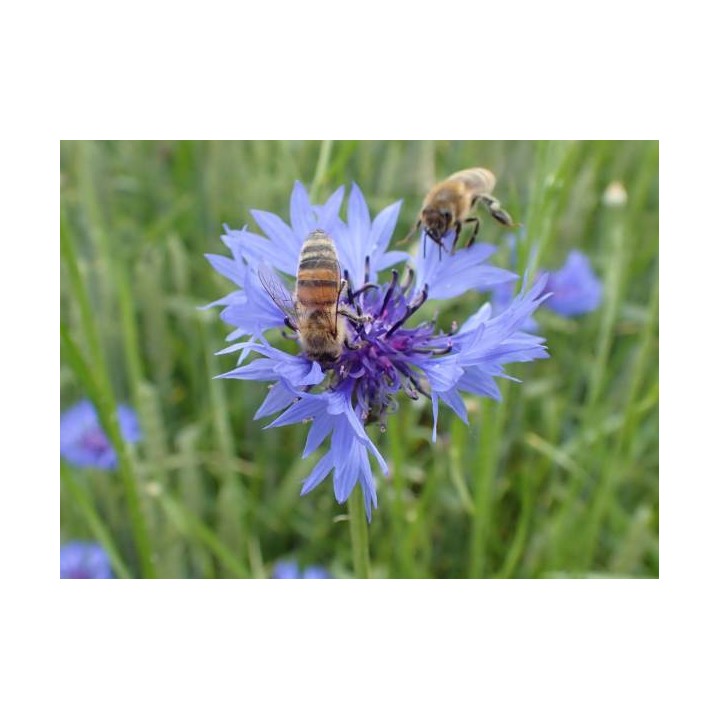 Nasiona - Chaber Bławatek (100g) - NAS47