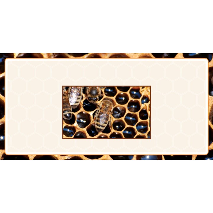 Etykiety na miód z własnym nazwiskiem PERSONALIZOWANE (100 szt) - wzór EN27