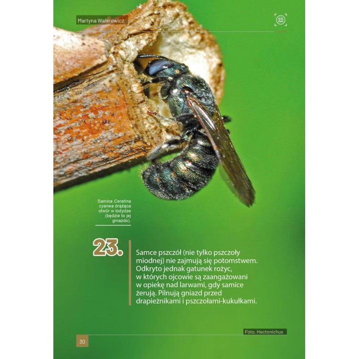 Książka "100 ciekawostek o pszczołach" (M. Walerowicz) - K281