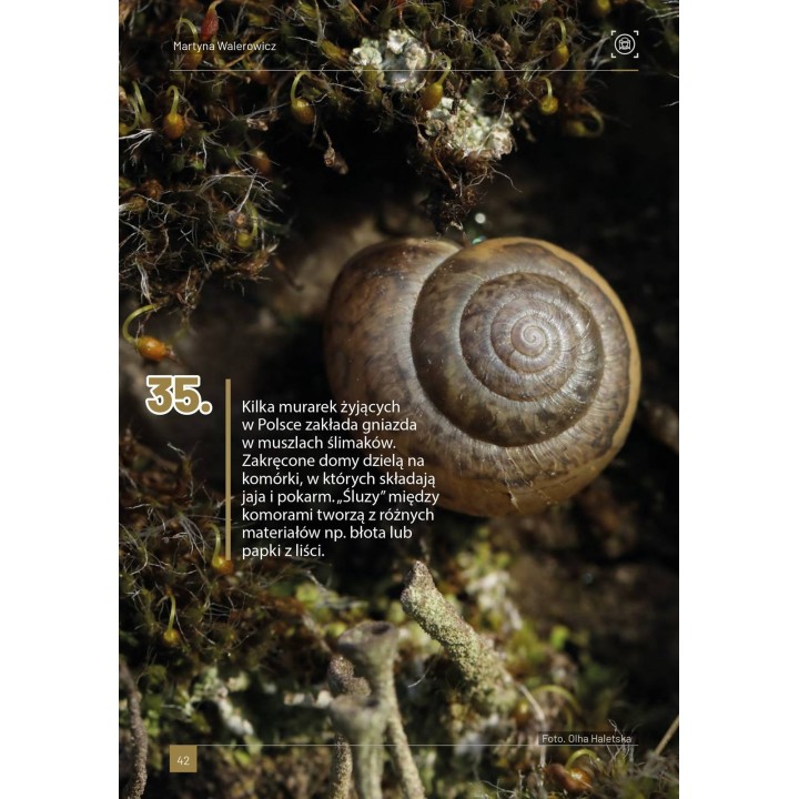 Książka "100 ciekawostek o pszczołach" (M. Walerowicz) - K281