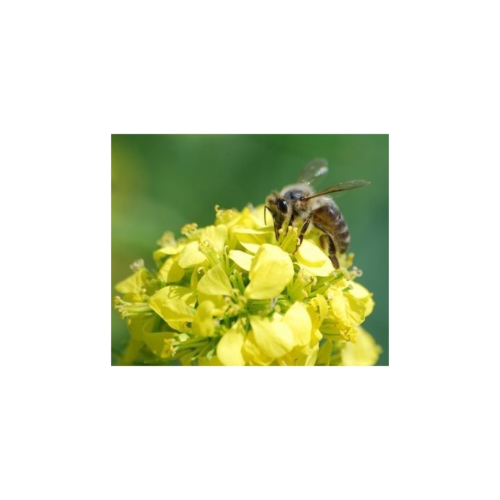 Nasiona - Gorczyca biała (1 kg) - NAS45