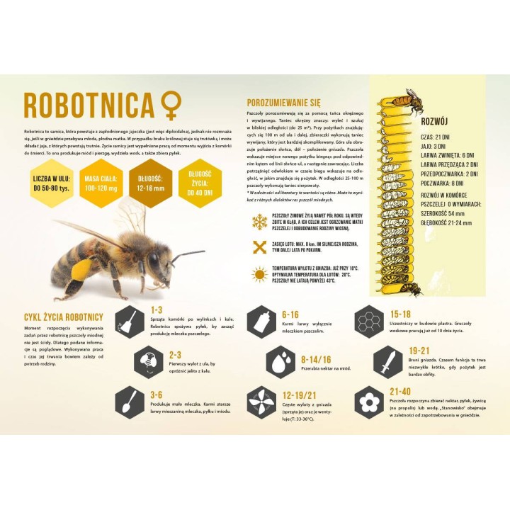Średnia tablica edukacyjna ROBOTNICA - wzór F247