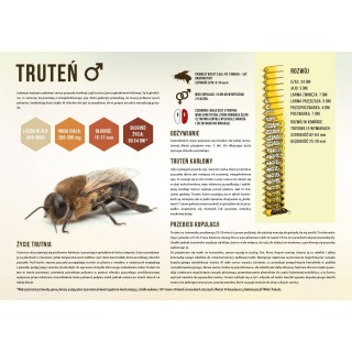 Średnia tablica edukacyjna TRUTEŃ - wzór F248