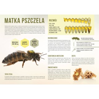 Duża tablica edukacyjna MATKA PSZCZELA - wzór F349