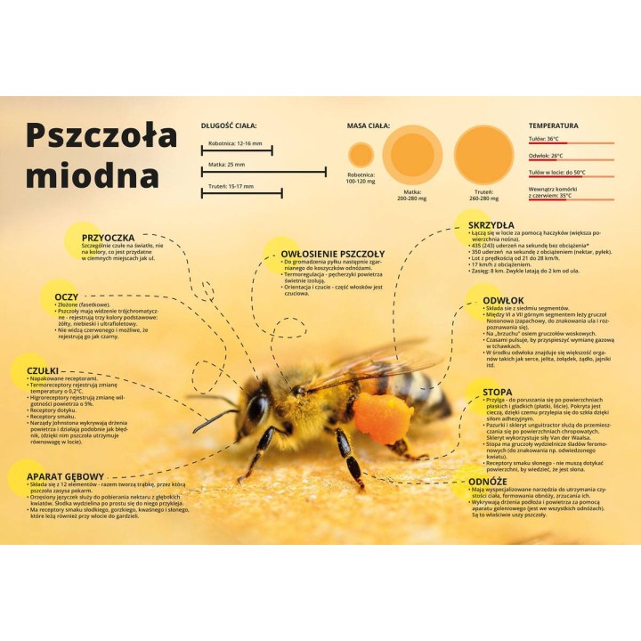 Średnia tablica edukacyjna PSZCZOŁA MIODNA - wzór F254