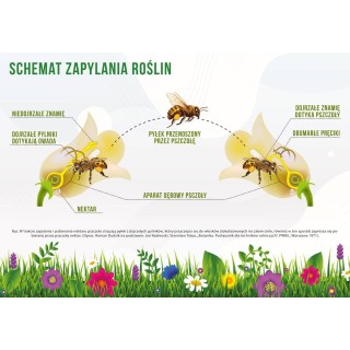 Średnia tablica edukacyjna ZAPYLANIE ROŚLIN - wzór F256