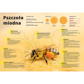 Duża tablica edukacyjna PSZCZOŁA MIODNA - wzór F354