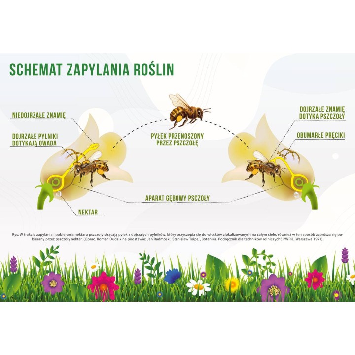 Duża tablica edukacyjna ZAPYLANIE ROŚLIN - wzór F356