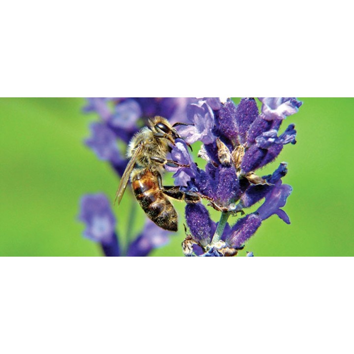 Kubek z motywem pszczelarskim "PSZCZOŁA I KWIAT LAWENDY"  - KUB6