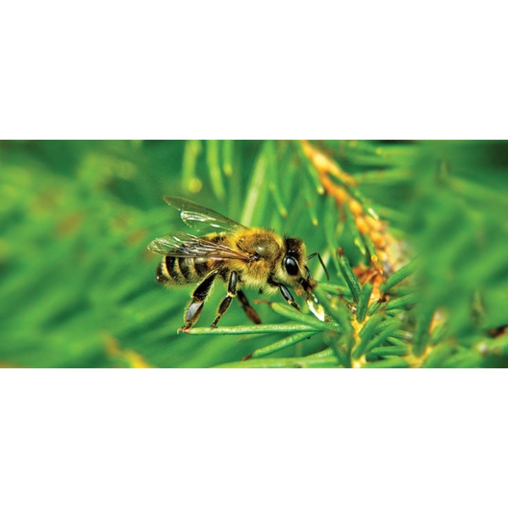 Kubek z motywem pszczelarskim "PSZCZOŁA NA JODLE" - KUB9