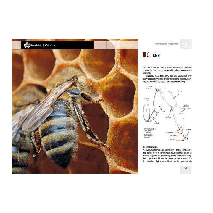 Anatomia i fizjologia pszczoły miodnej wyd. II