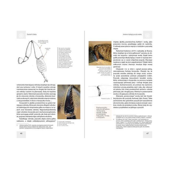 Anatomia i fizjologia pszczoły miodnej wyd. II