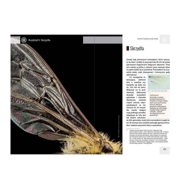 Anatomia i fizjologia pszczoły miodnej wyd. II