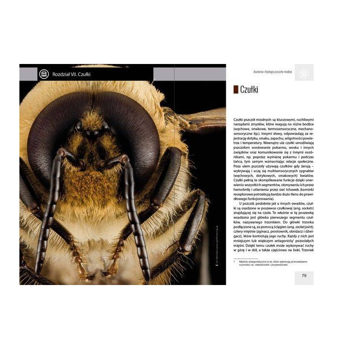 Anatomia i fizjologia pszczoły miodnej wyd. II