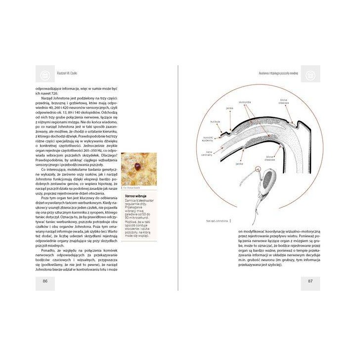 Anatomia i fizjologia pszczoły miodnej wyd. II