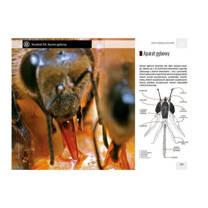 Anatomia i fizjologia pszczoły miodnej wyd. II