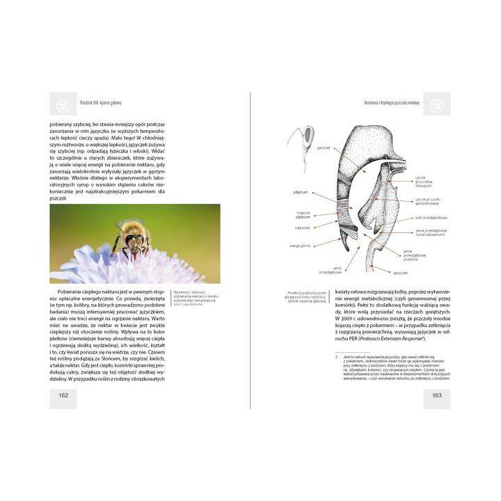 Anatomia i fizjologia pszczoły miodnej wyd. II