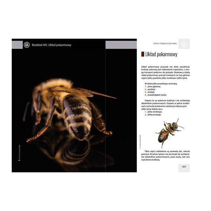 Anatomia i fizjologia pszczoły miodnej wyd. II