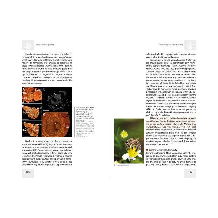 Anatomia i fizjologia pszczoły miodnej wyd. II