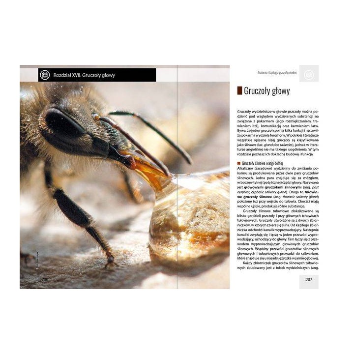 Anatomia i fizjologia pszczoły miodnej wyd. II