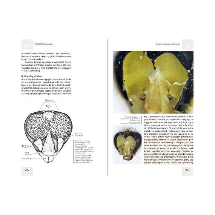 Anatomia i fizjologia pszczoły miodnej wyd. II