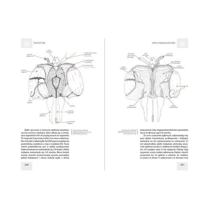 Anatomia i fizjologia pszczoły miodnej wyd. II