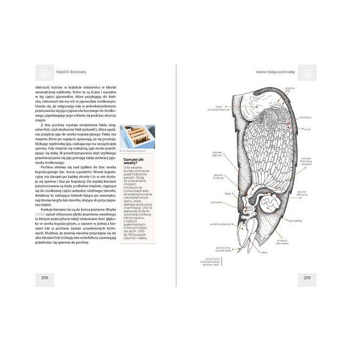 Anatomia i fizjologia pszczoły miodnej wyd. II