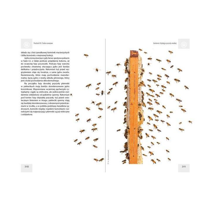 Anatomia i fizjologia pszczoły miodnej wyd. II