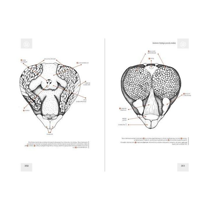 Anatomia i fizjologia pszczoły miodnej wyd. II