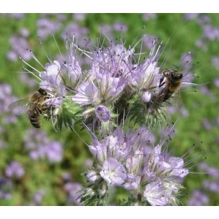 Nasiona - Facelia Błękitna (0,5 kg) - NAS18