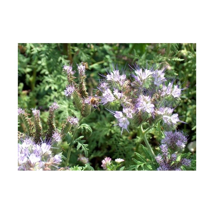 Nasiona - Facelia Błękitna (0,5 kg) - NAS18